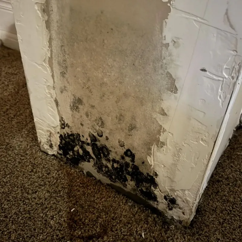 Professional Mold Removal in Central, TN